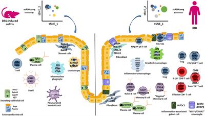 Single cell RNA-sequencing profiling to improve the translation between human IBD and in vivo models